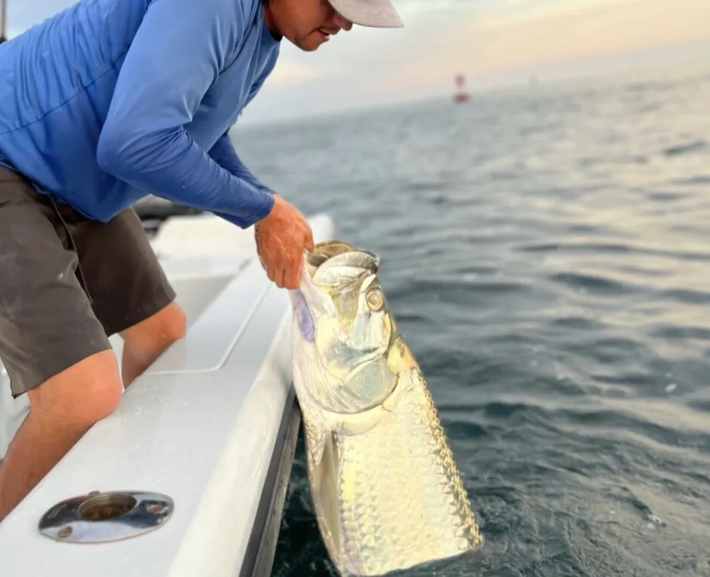 Tarpon rolling on the flats in Biscayne Bay near Miami, FL - Nomad Fishing Charters