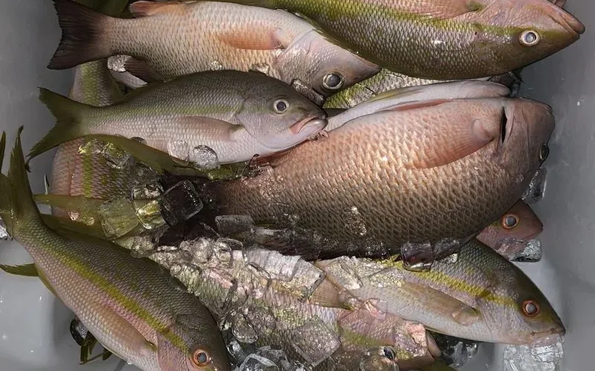Cooler full of fresh snapper on ice from a South Florida fishing charter - Nomad Fishing Charters