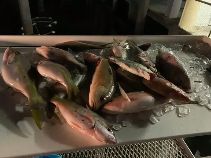 Bottom Fishing - Miami fishing charter photo 7 aboard the Nomad