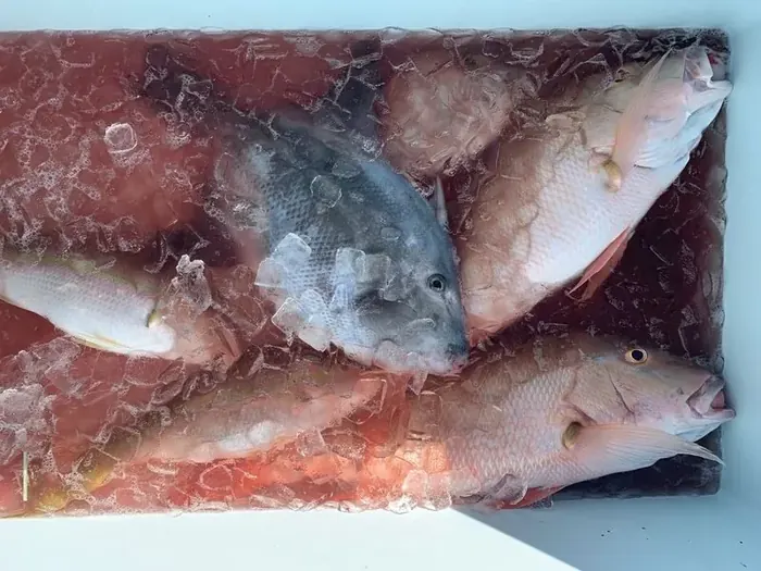 Bottom Fishing - Miami fishing charter photo 10 aboard the Nomad