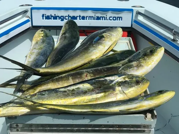 Mahi Mahi (Dolphin) - Miami fishing charter photo 14 aboard the Nomad