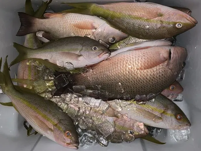Main Album - Miami fishing charter photo 28 aboard the Nomad