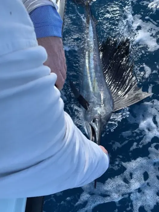 Sailfishing - Miami fishing charter photo 7 aboard the Nomad