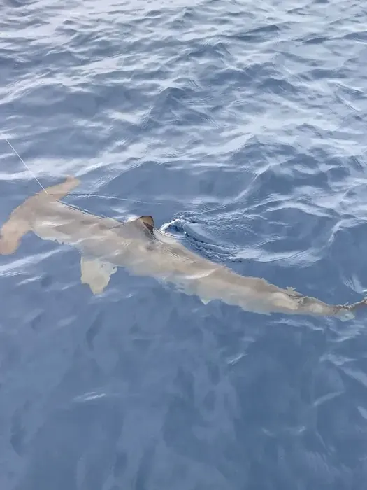 Shark Fishing - Miami fishing charter photo 1 aboard the Nomad