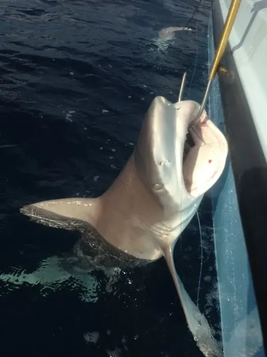 Shark Fishing - Miami fishing charter photo 2 aboard the Nomad