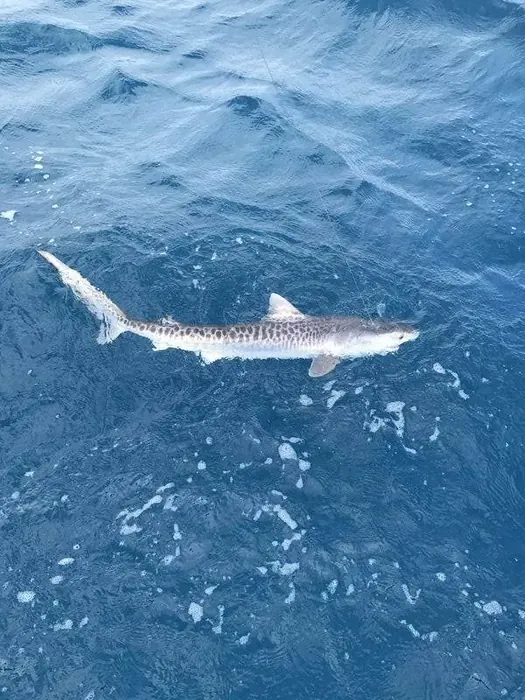 Shark Fishing - Miami fishing charter photo 3 aboard the Nomad