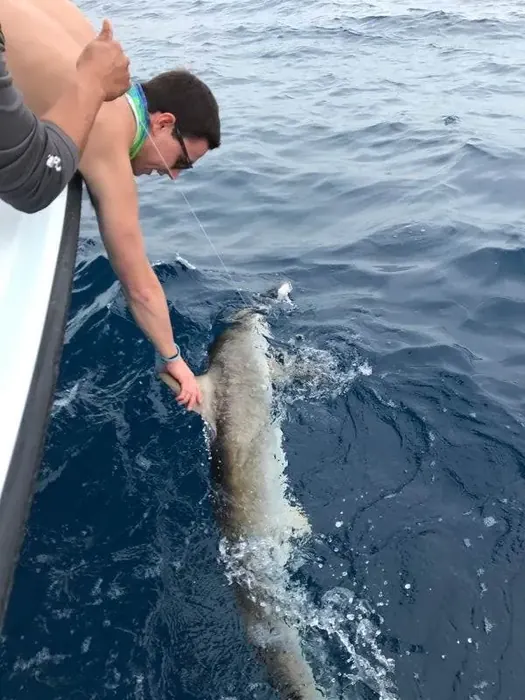 Shark Fishing - Miami fishing charter photo 5 aboard the Nomad