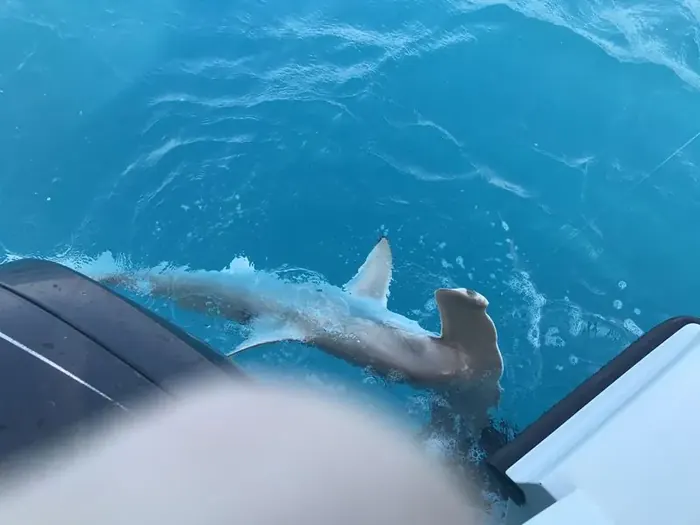 Shark Fishing - Miami fishing charter photo 7 aboard the Nomad