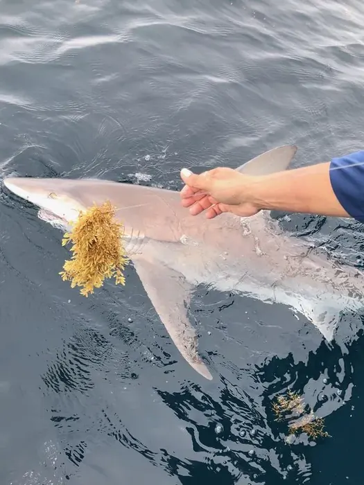 Shark Fishing - Miami fishing charter photo 8 aboard the Nomad