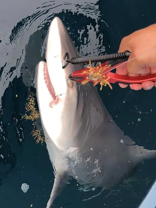 Shark Fishing - Miami fishing charter photo 9 aboard the Nomad
