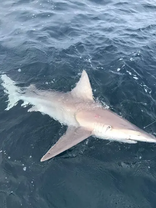 Shark Fishing - Miami fishing charter photo 10 aboard the Nomad