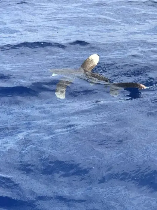 Shark Fishing - Miami fishing charter photo 12 aboard the Nomad