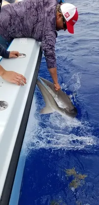 Shark Fishing - Miami fishing charter photo 14 aboard the Nomad