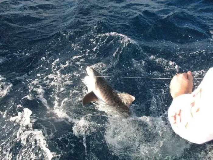 Shark Fishing - Miami fishing charter photo 16 aboard the Nomad
