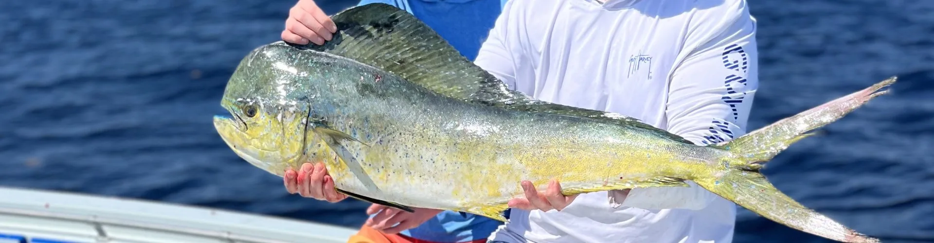 Live Bait & Kite Fishing