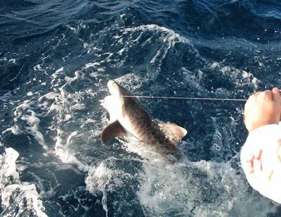 Shark Fishing Charters in Miami