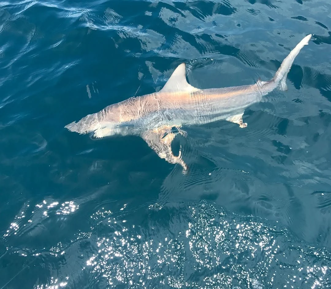 Shark Fishing Charters in Miami
