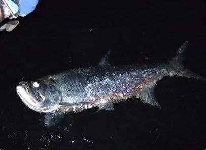 Tarpon Fishing Charters in Miami