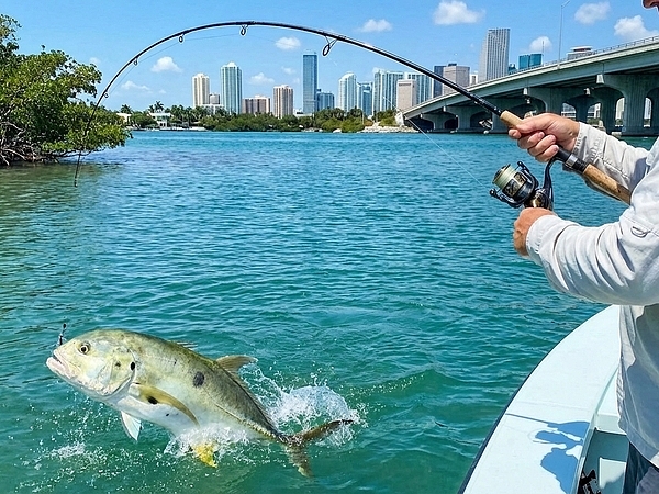 Can You Catch Big Jacks in Miami's Inshore Waters