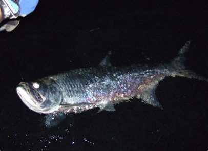 Top Spots for Tarpon Fishing Around Miami Bridges & Inlets