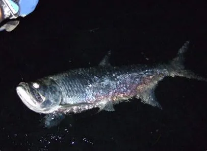 Top Spots for Tarpon Fishing Around Miami Bridges & Inlets