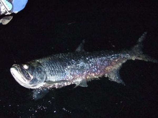 Top Spots for Tarpon Fishing Around Miami Bridges & Inlets