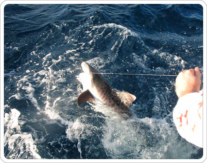 Nomad Fishing Charters – Shark Fishing in Miami, FL